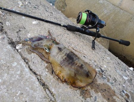 好調！越前デイエギング